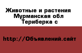  Животные и растения. Мурманская обл.,Териберка с.